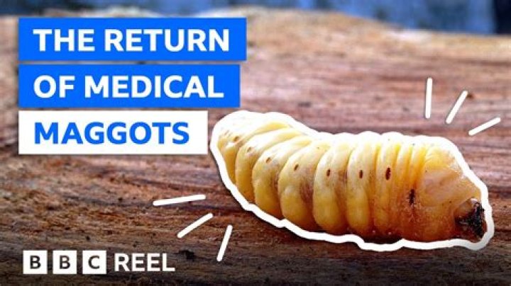 Are maggots harmful to humans?