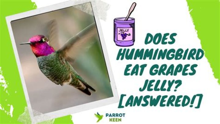 Do hummingbirds eat grape jelly?